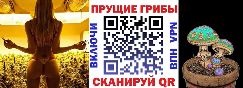 Галлюциногенные грибы Psilocybe Агрыз